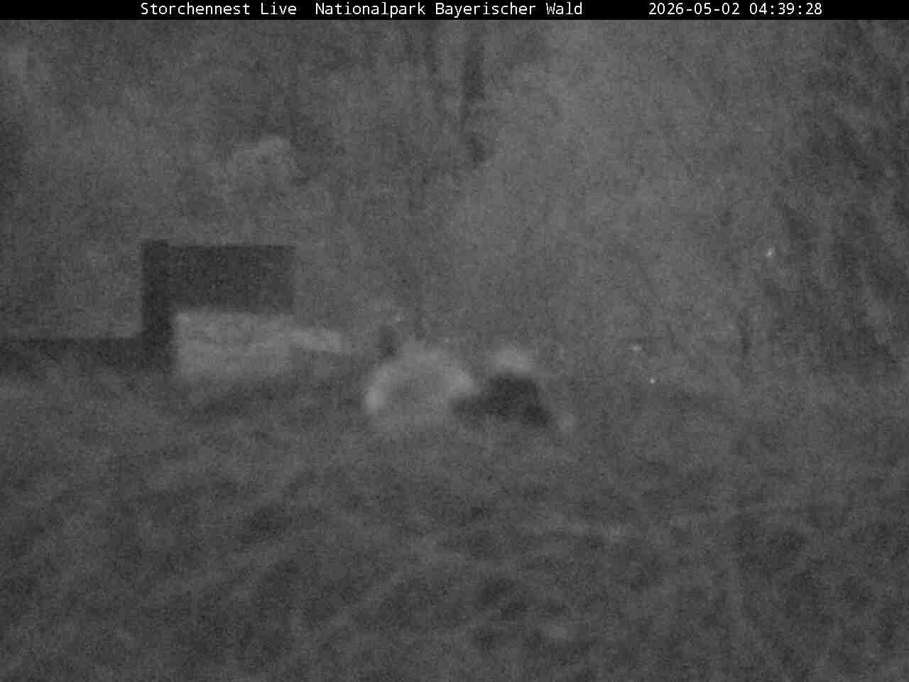 Archiv Foto Webcam Nationalpark Bayerischer Wald - Storchennest - Grafenau
