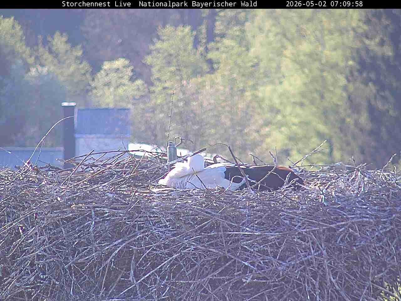 Archiv Foto Webcam Nationalpark Bayerischer Wald - Storchennest - Grafenau