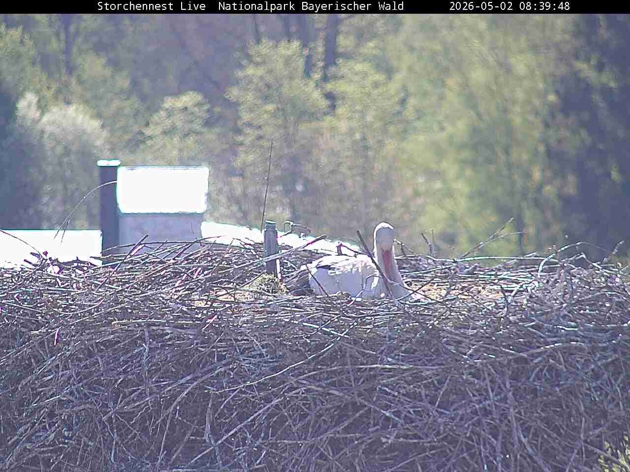 Archiv Foto Webcam Nationalpark Bayerischer Wald - Storchennest - Grafenau