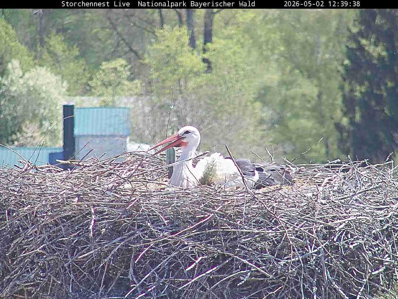 Archived image Webcam Bavarian Forest National Park - Stork Nest