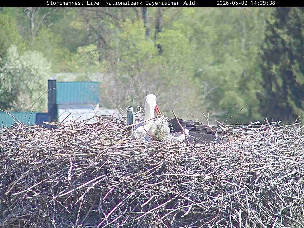 Archived image Webcam Bavarian Forest National Park - Stork Nest