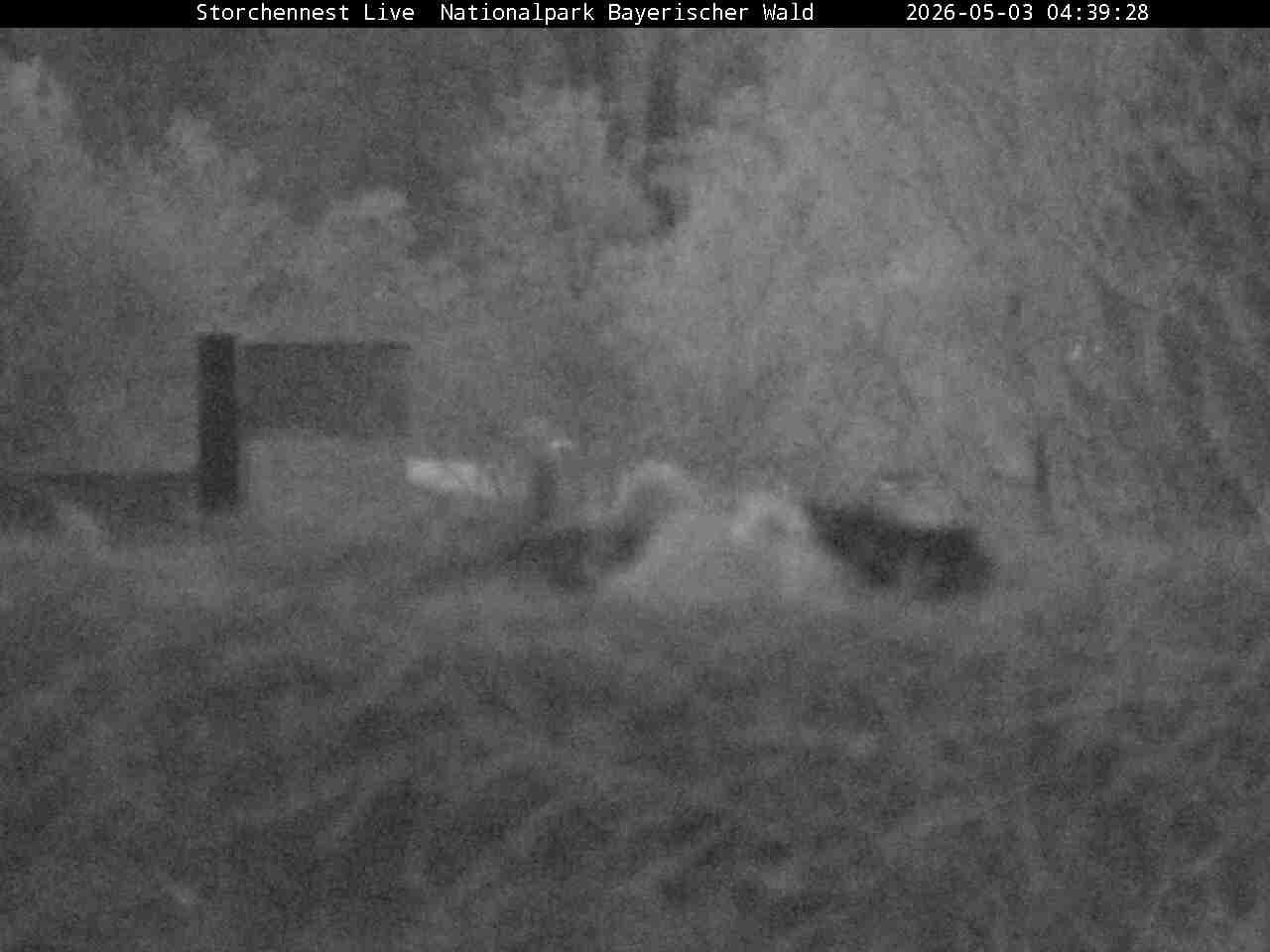Archived image Webcam Bavarian Forest National Park - Stork Nest