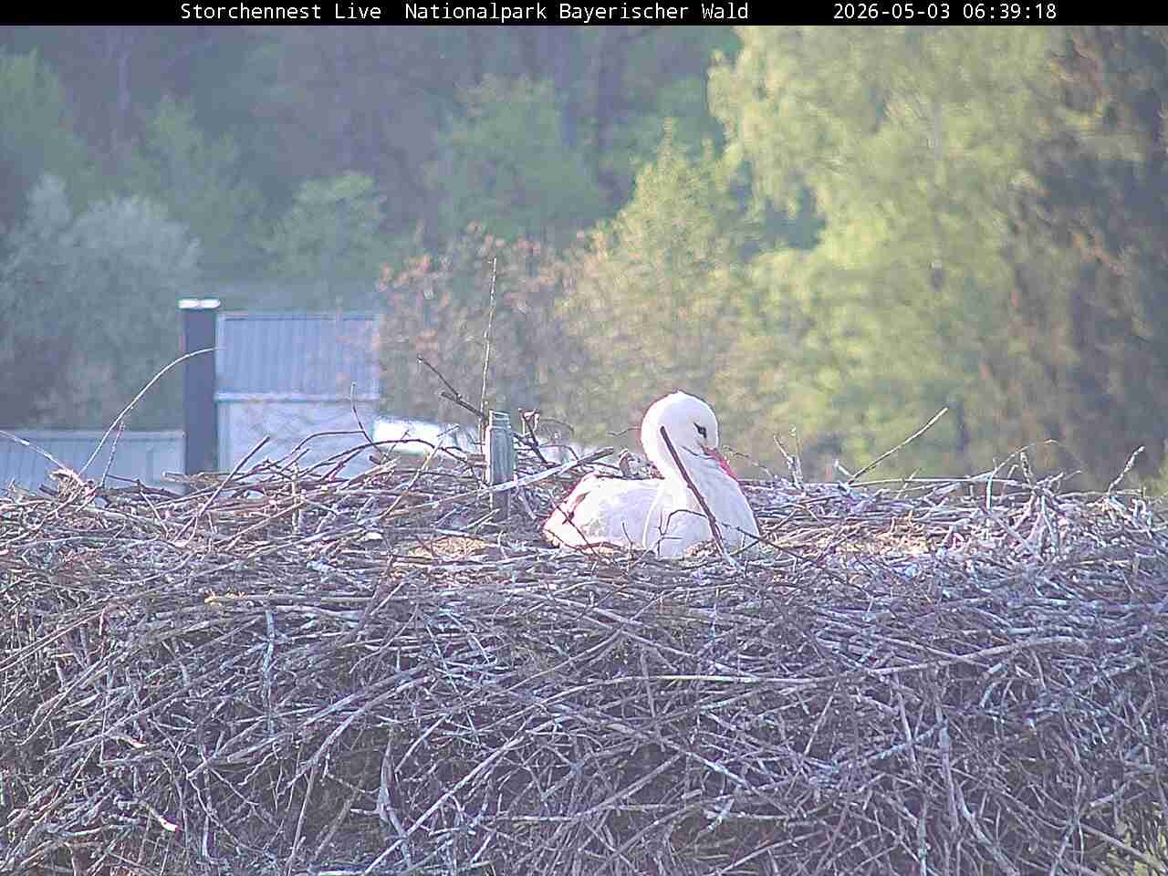 Archived image Webcam Bavarian Forest National Park - Stork Nest