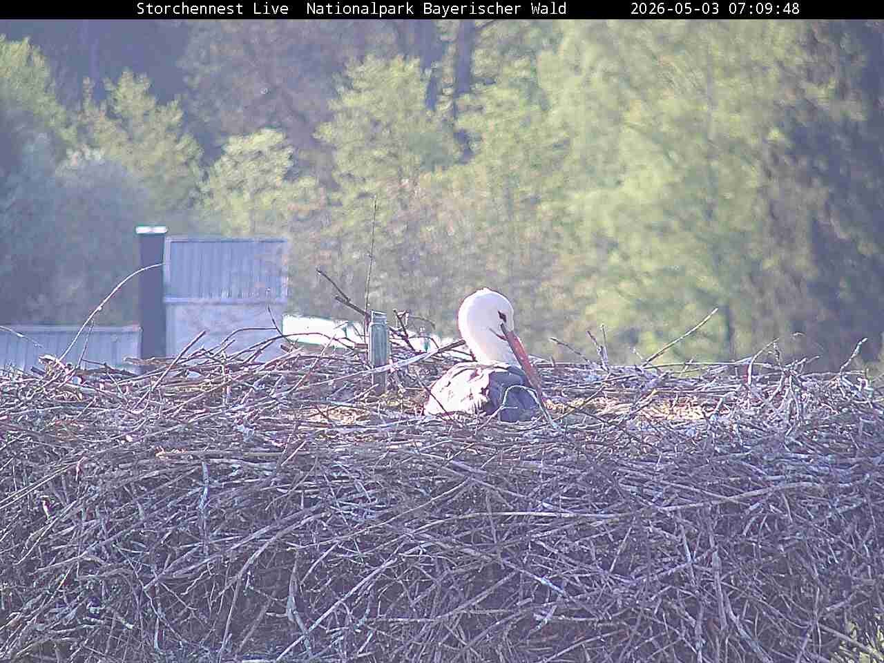 Archived image Webcam Bavarian Forest National Park - Stork Nest