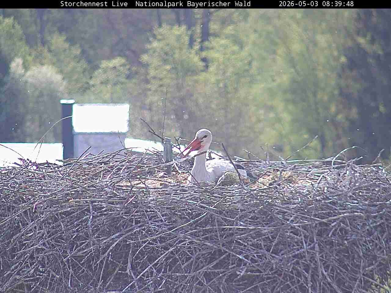 Archived image Webcam Bavarian Forest National Park - Stork Nest