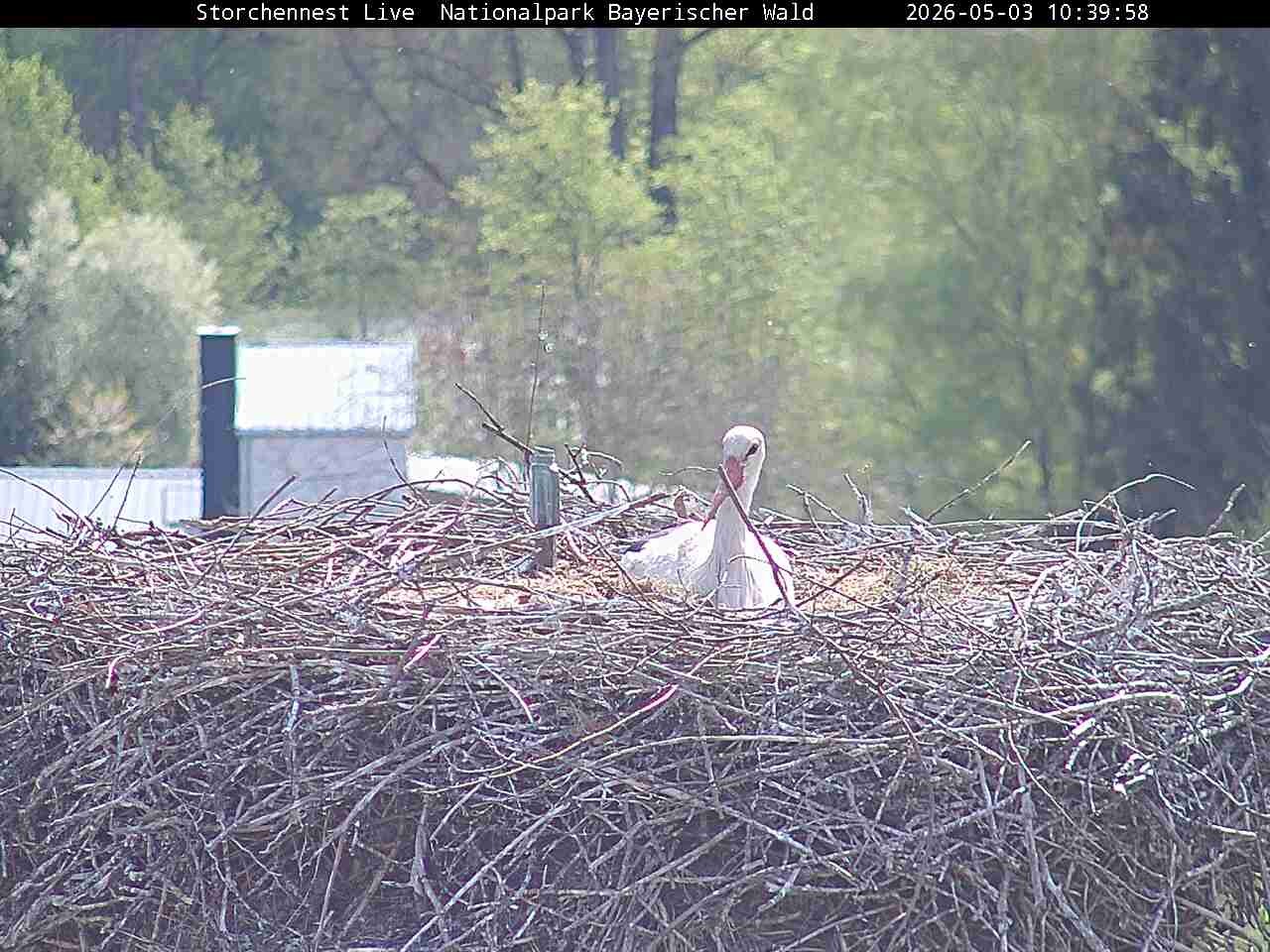 Archived image Webcam Bavarian Forest National Park - Stork Nest