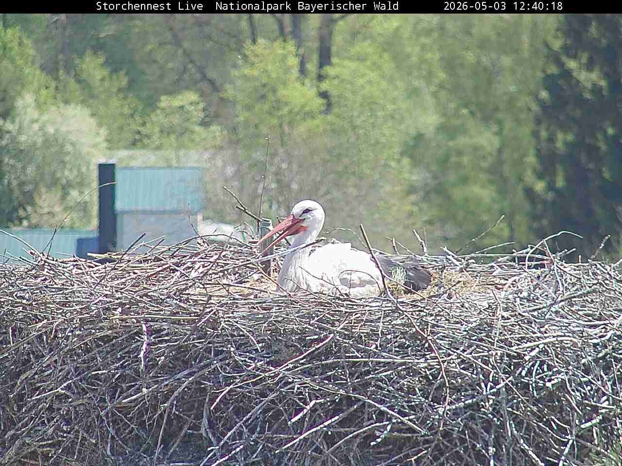 Archived image Webcam Bavarian Forest National Park - Stork Nest