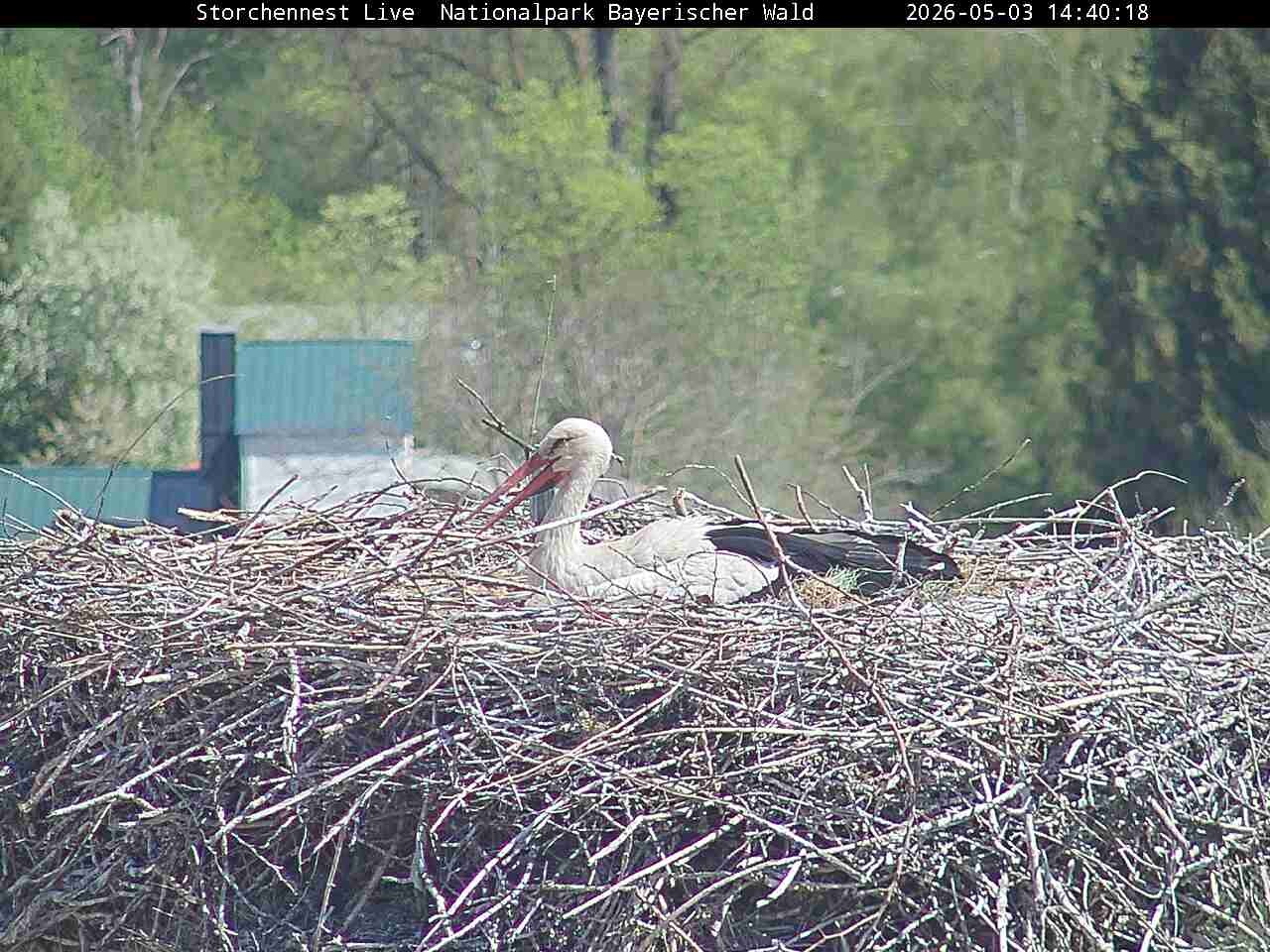 Archived image Webcam Bavarian Forest National Park - Stork Nest