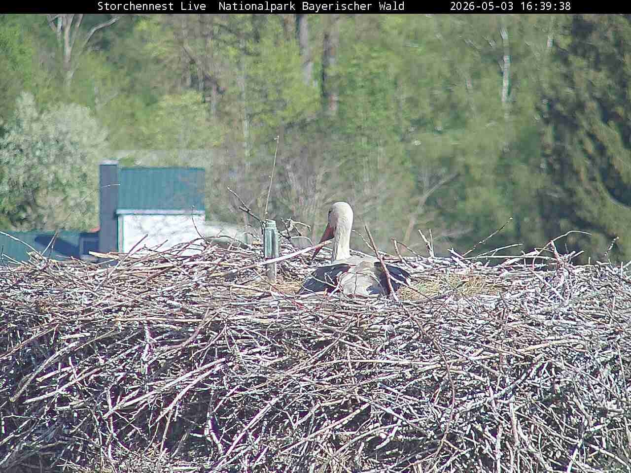 Archived image Webcam Bavarian Forest National Park - Stork Nest