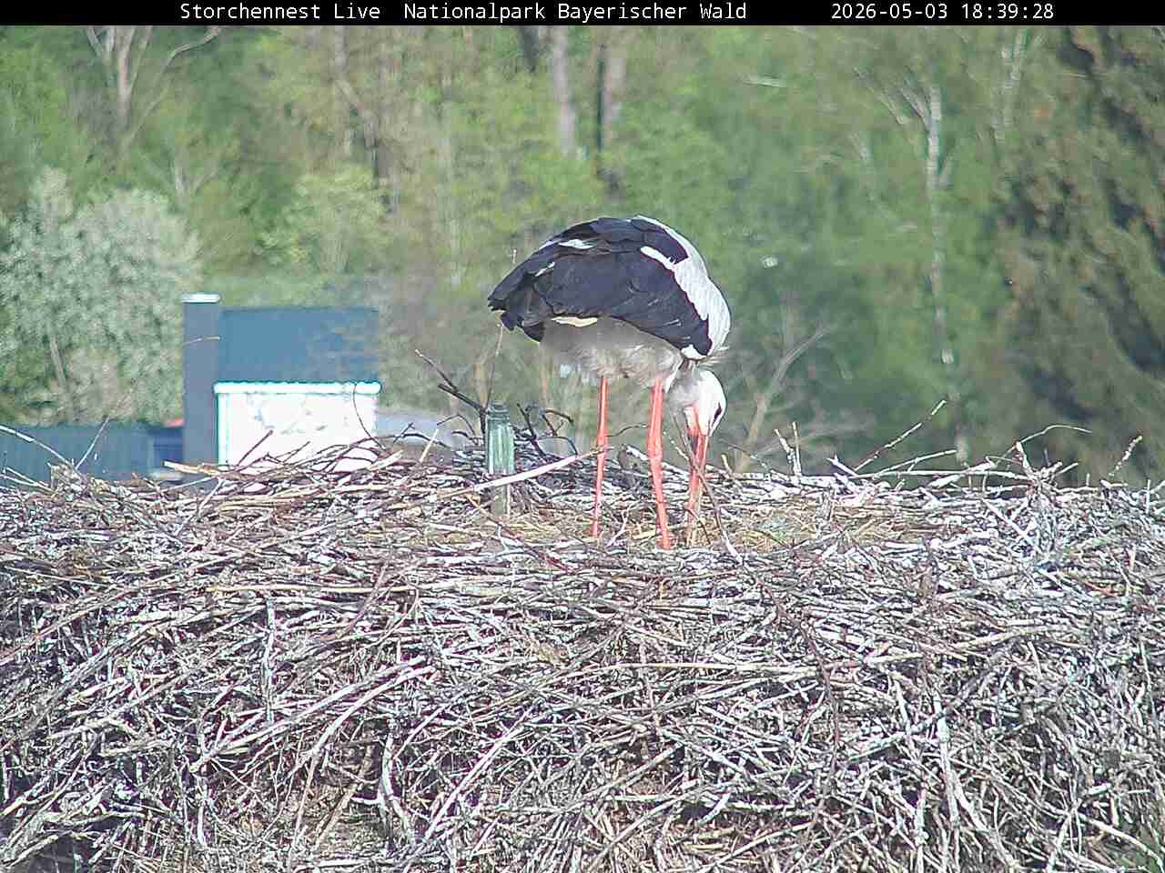 Archived image Webcam Bavarian Forest National Park - Stork Nest