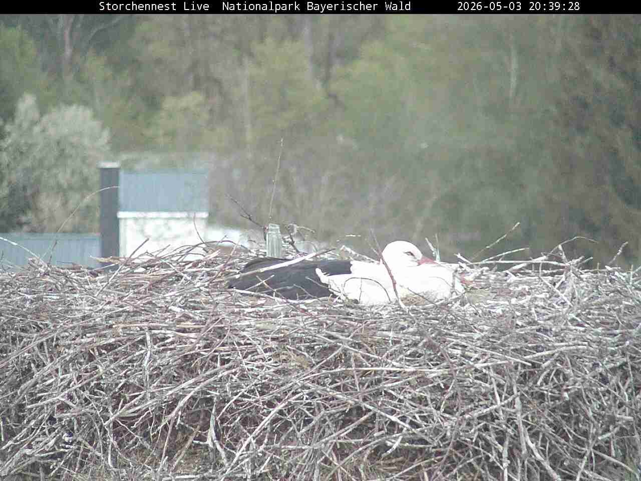 Archived image Webcam Bavarian Forest National Park - Stork Nest