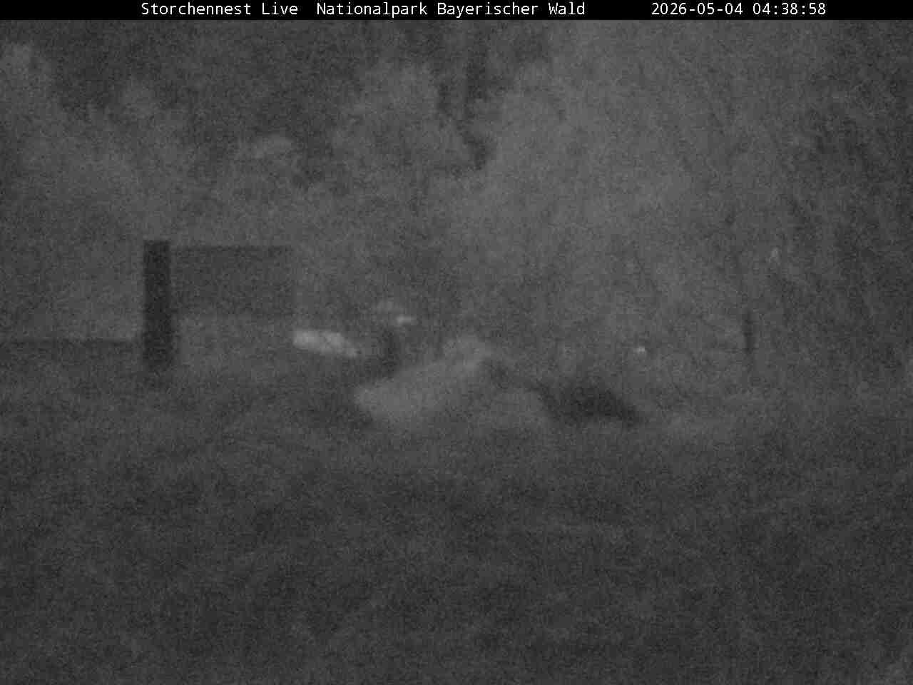 Archiv Foto Webcam Nationalpark Bayerischer Wald - Storchennest - Grafenau