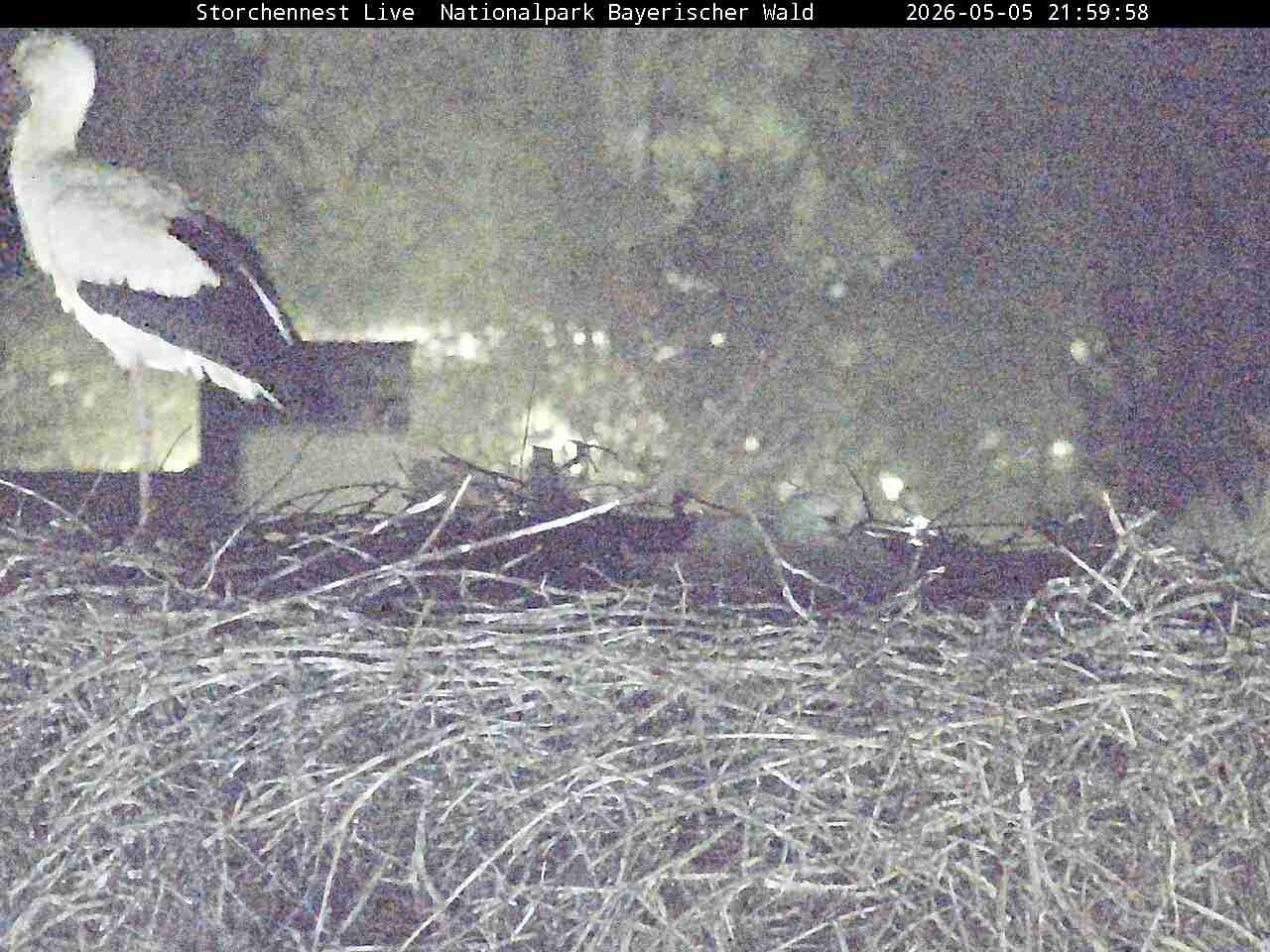 Archiv Foto Webcam Nationalpark Bayerischer Wald - Storchennest - Grafenau