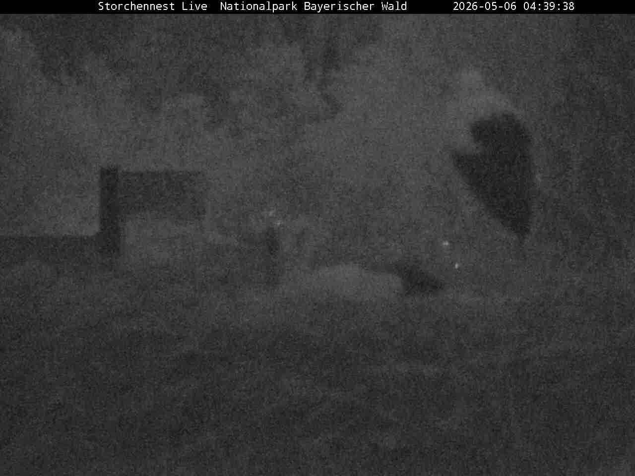 Archiv Foto Webcam Nationalpark Bayerischer Wald - Storchennest - Grafenau