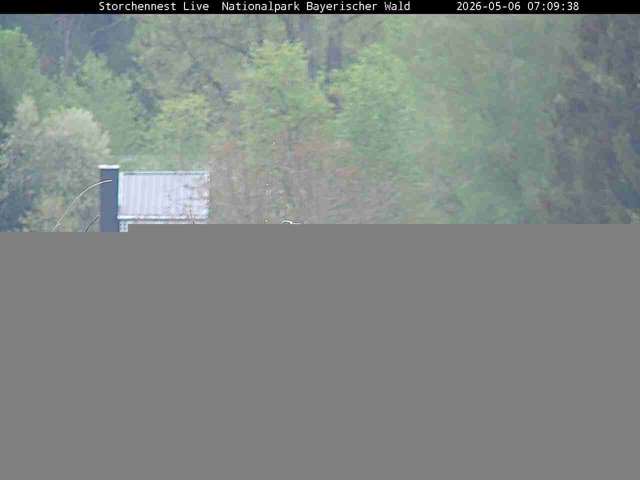 Archiv Foto Webcam Nationalpark Bayerischer Wald - Storchennest - Grafenau