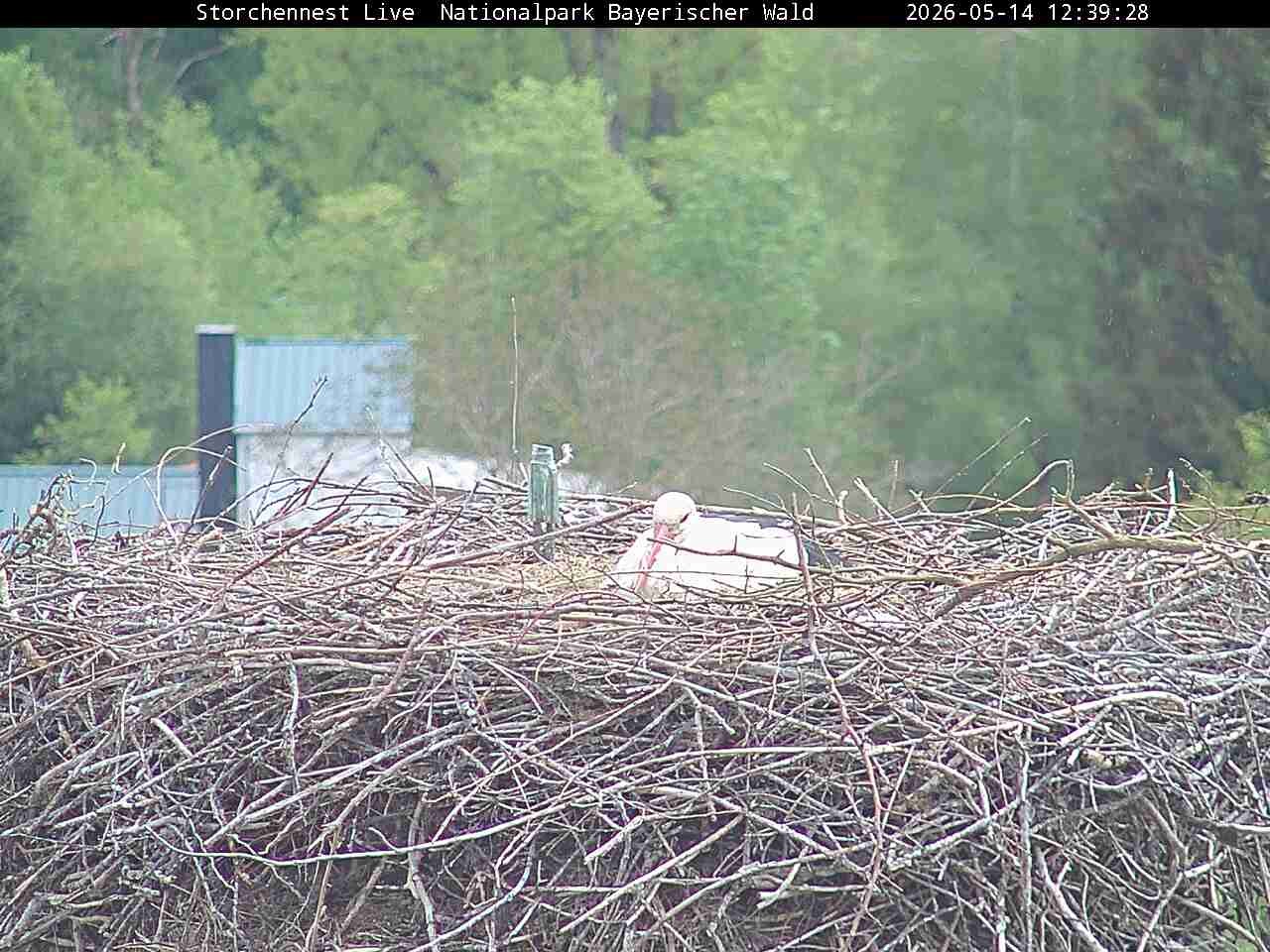 Archiv Foto Webcam Nationalpark Bayerischer Wald - Storchennest - Grafenau
