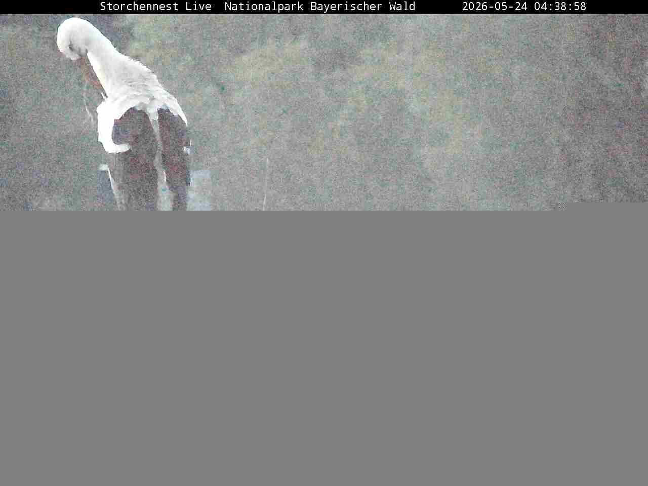 Archiv Foto Webcam Nationalpark Bayerischer Wald - Storchennest - Grafenau
