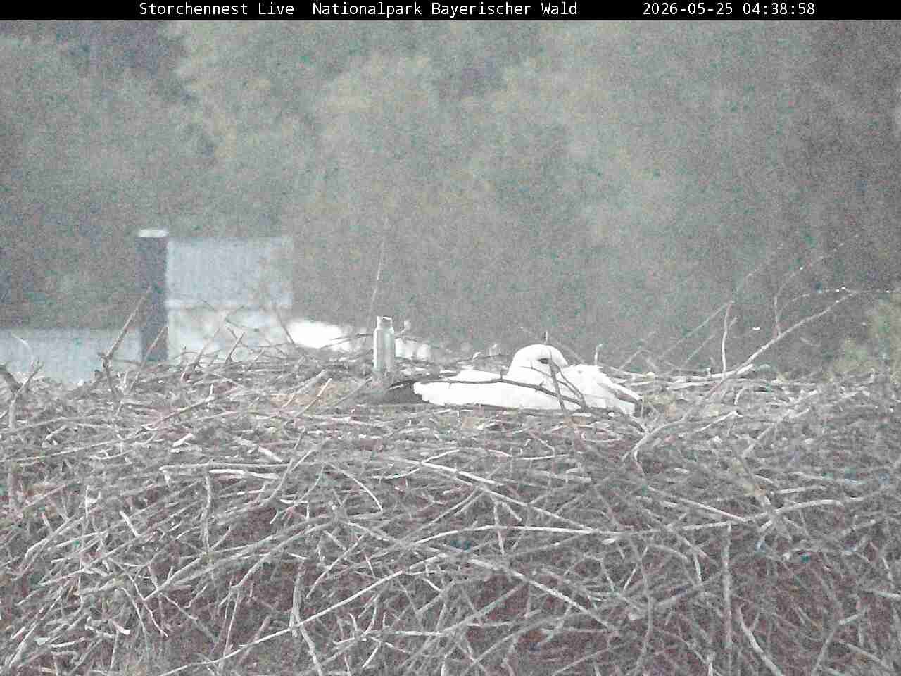 Archiv Foto Webcam Nationalpark Bayerischer Wald - Storchennest - Grafenau