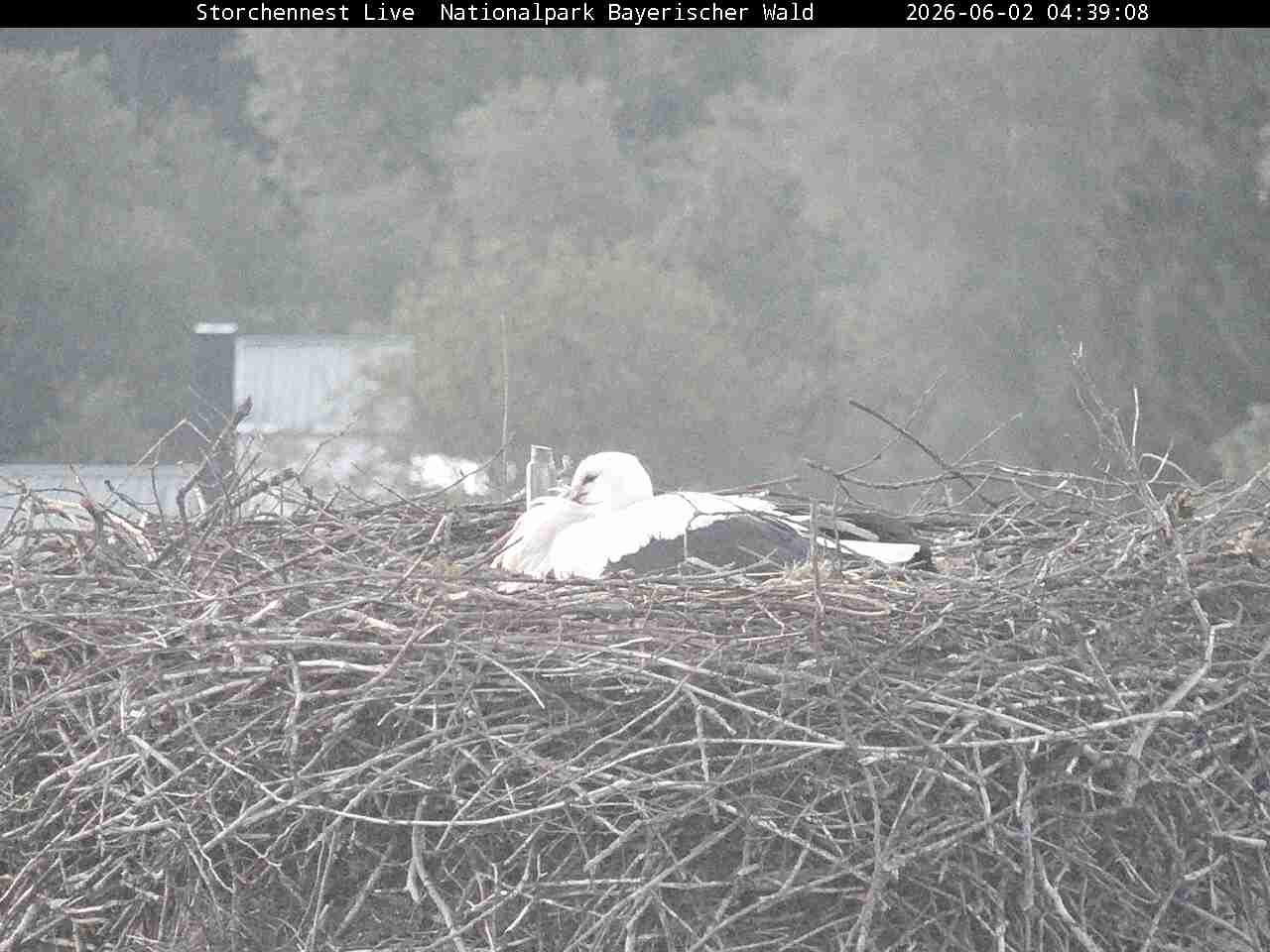 Archiv Foto Webcam Nationalpark Bayerischer Wald - Storchennest - Grafenau