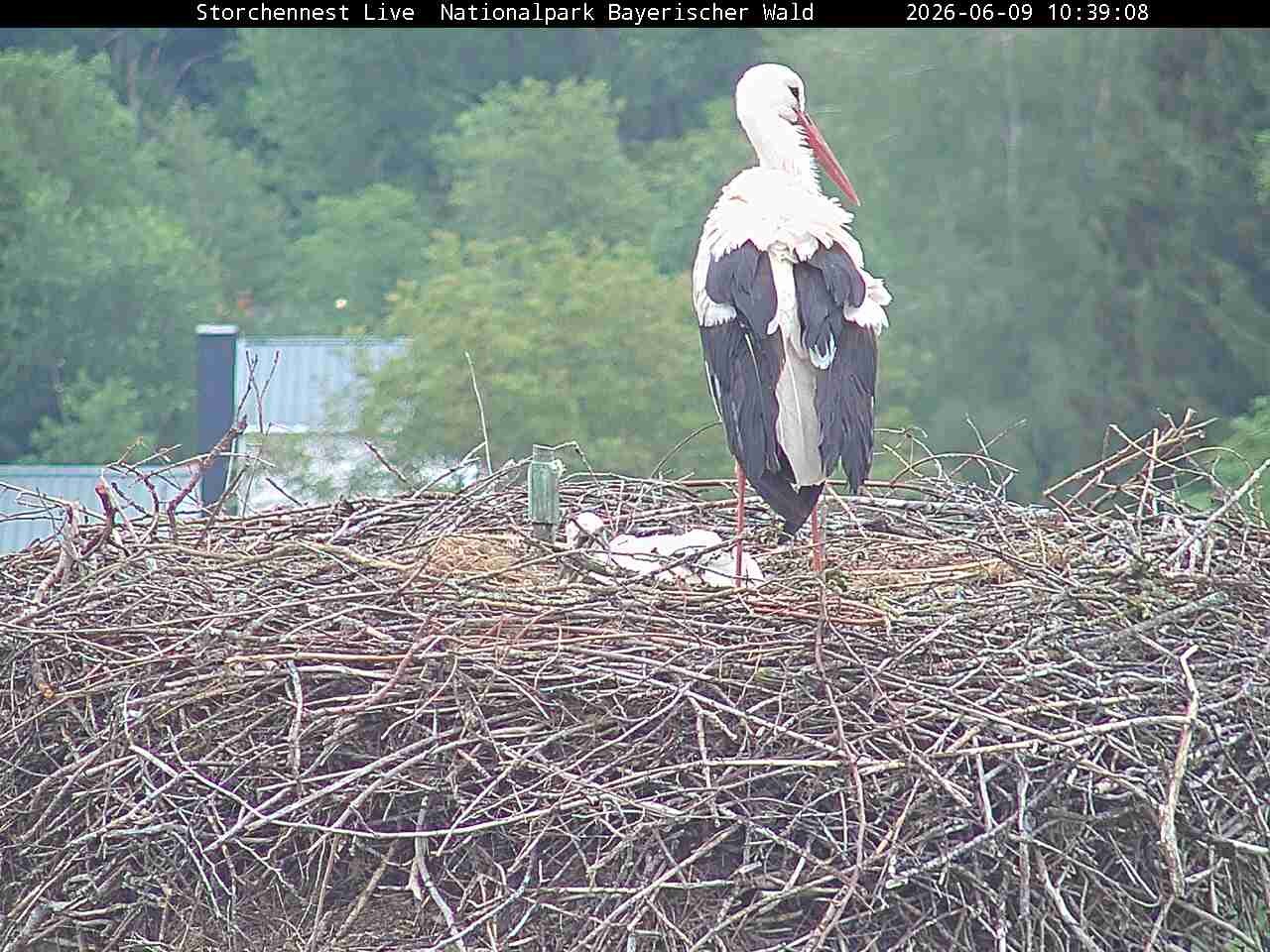 Archiv Foto Webcam Nationalpark Bayerischer Wald - Storchennest - Grafenau