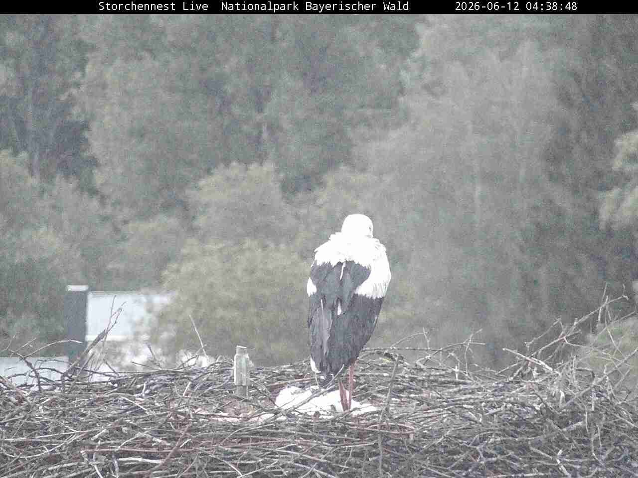Archiv Foto Webcam Nationalpark Bayerischer Wald - Storchennest - Grafenau