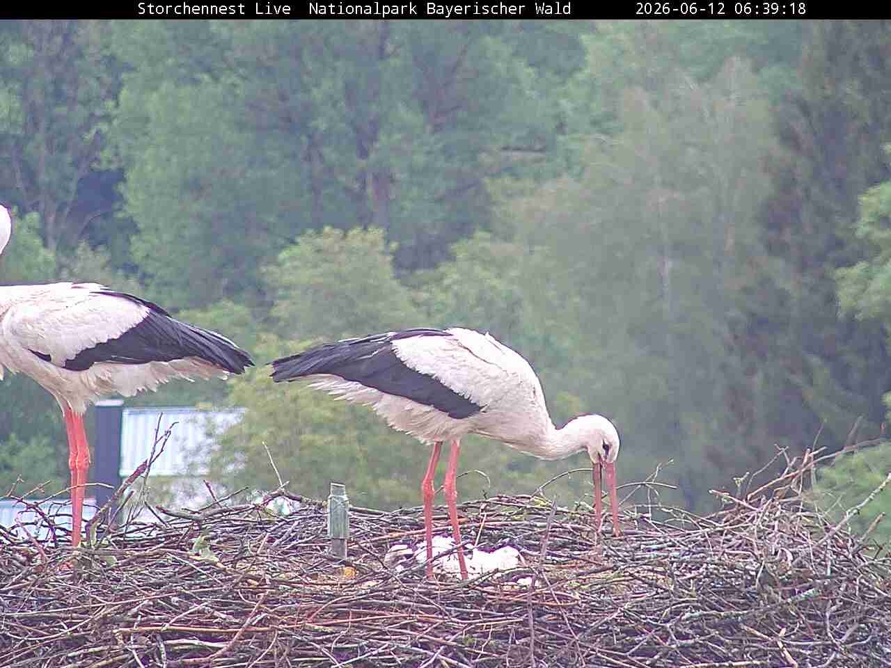 Archiv Foto Webcam Nationalpark Bayerischer Wald - Storchennest - Grafenau