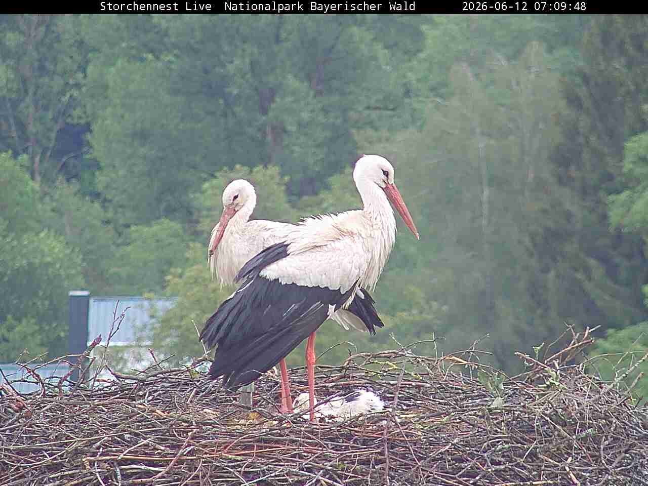 Archiv Foto Webcam Nationalpark Bayerischer Wald - Storchennest - Grafenau