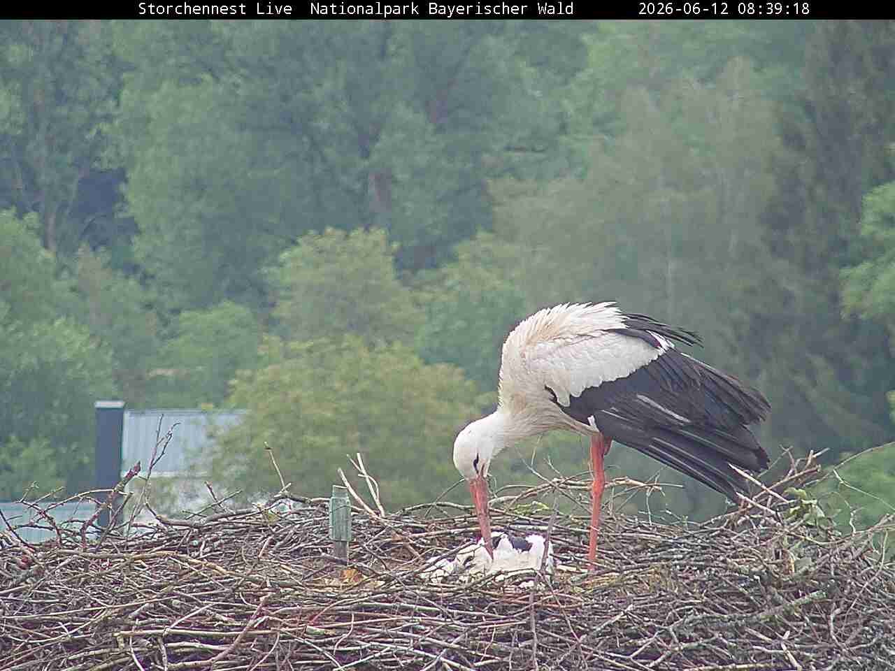 Archiv Foto Webcam Nationalpark Bayerischer Wald - Storchennest - Grafenau