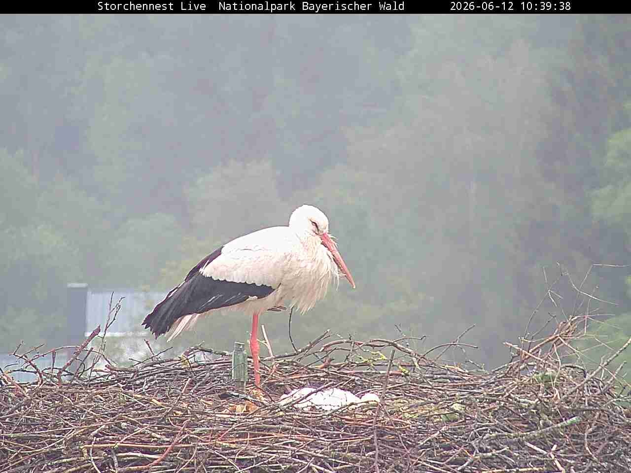 Archiv Foto Webcam Nationalpark Bayerischer Wald - Storchennest - Grafenau