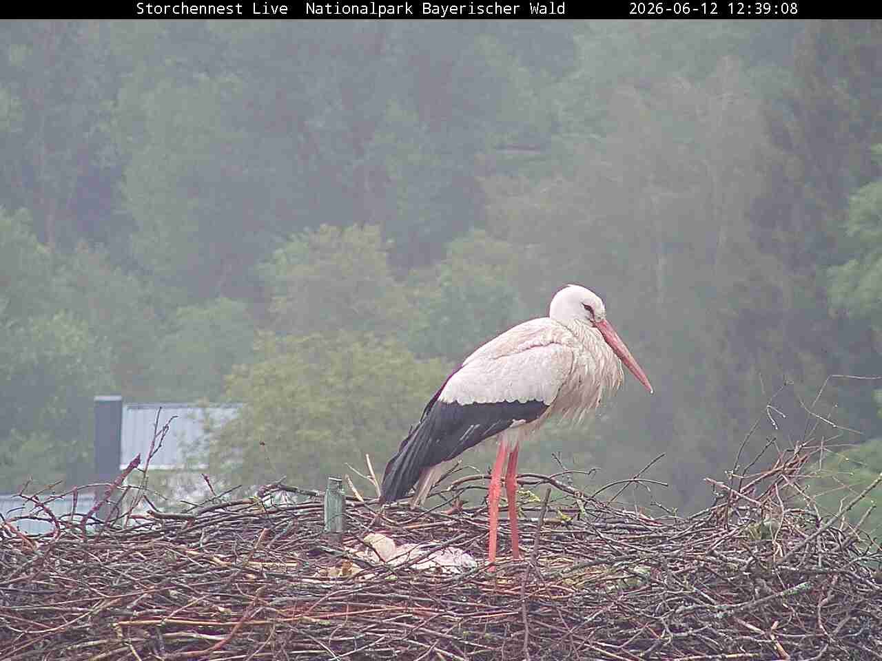Archiv Foto Webcam Nationalpark Bayerischer Wald - Storchennest - Grafenau