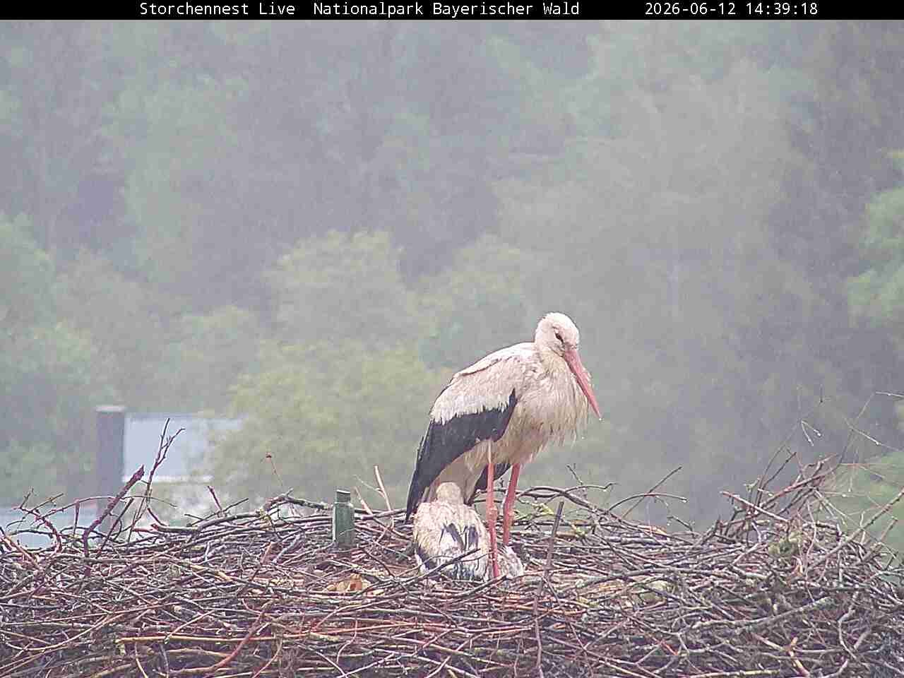 Archiv Foto Webcam Nationalpark Bayerischer Wald - Storchennest - Grafenau
