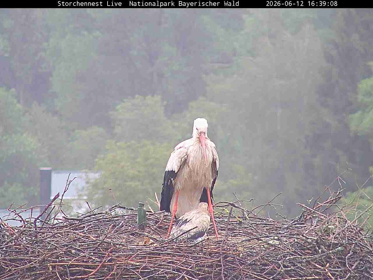Archiv Foto Webcam Nationalpark Bayerischer Wald - Storchennest - Grafenau