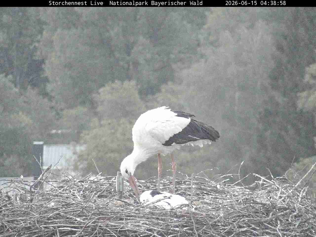 Archiv Foto Webcam Nationalpark Bayerischer Wald - Storchennest - Grafenau