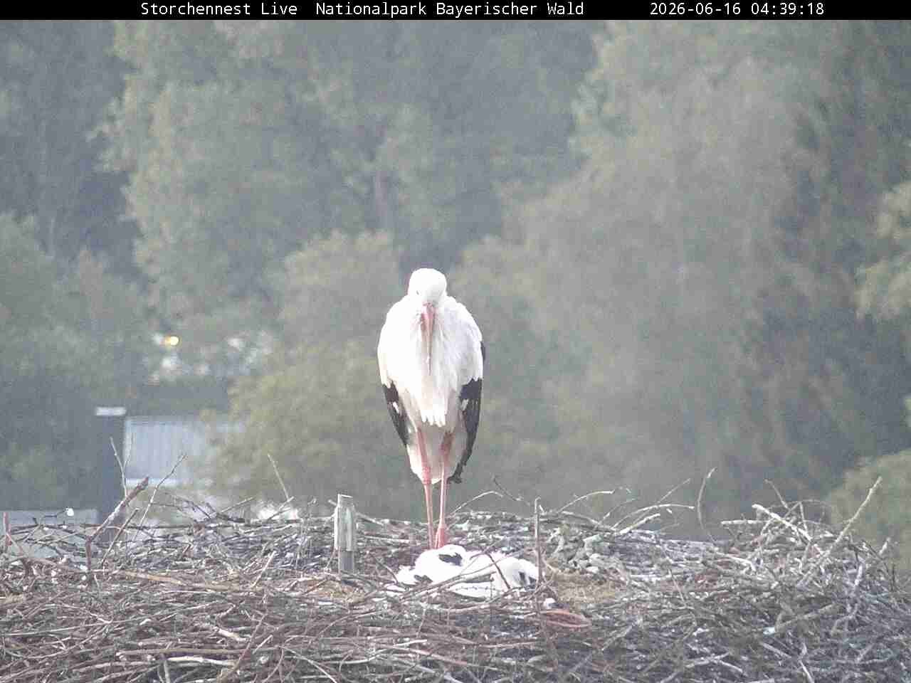 Archiv Foto Webcam Nationalpark Bayerischer Wald - Storchennest - Grafenau