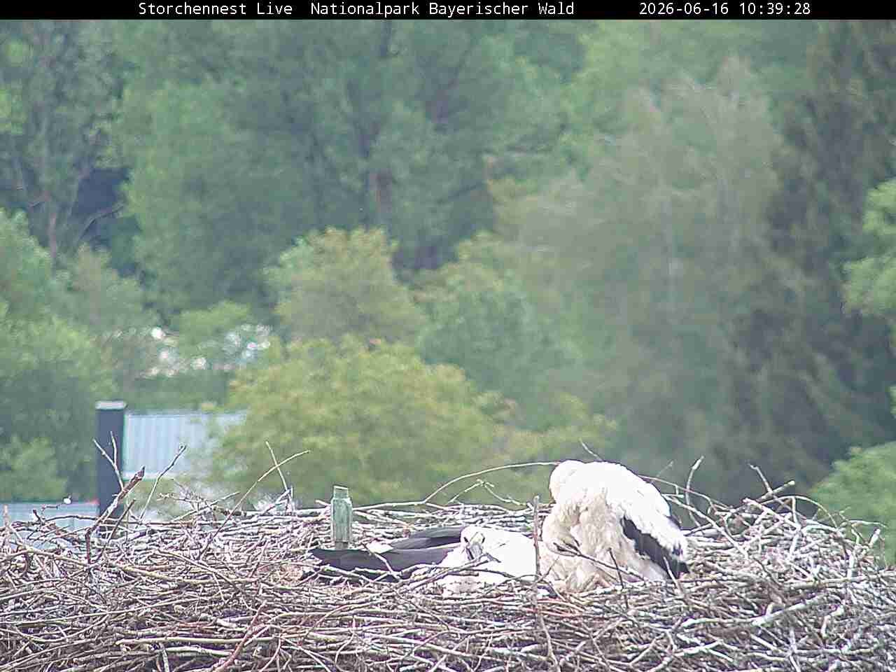 Archiv Foto Webcam Nationalpark Bayerischer Wald - Storchennest - Grafenau