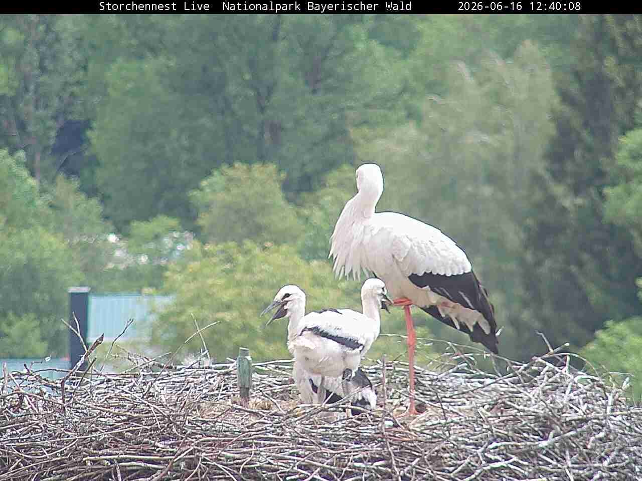 Archiv Foto Webcam Nationalpark Bayerischer Wald - Storchennest - Grafenau
