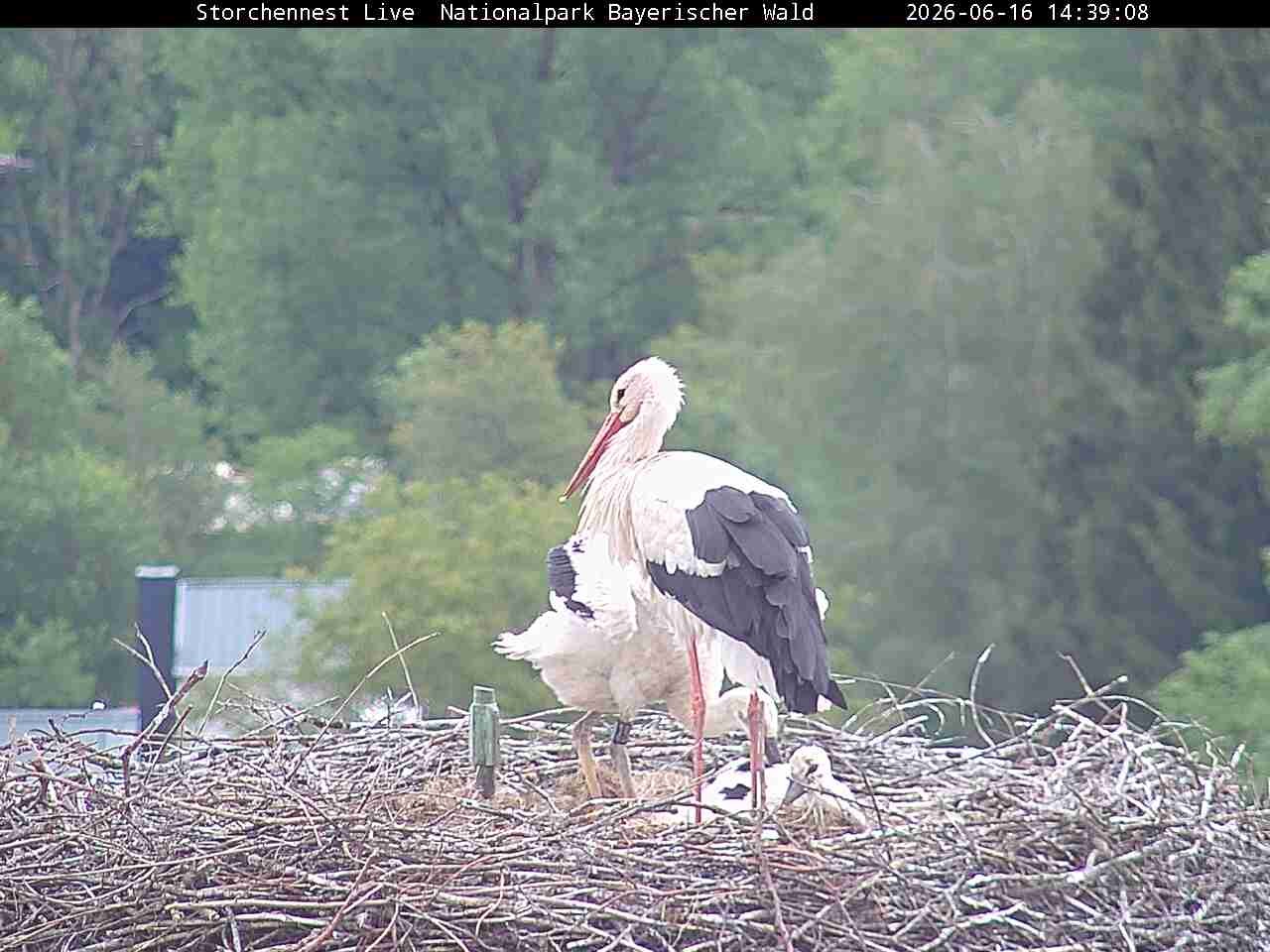 Archiv Foto Webcam Nationalpark Bayerischer Wald - Storchennest - Grafenau