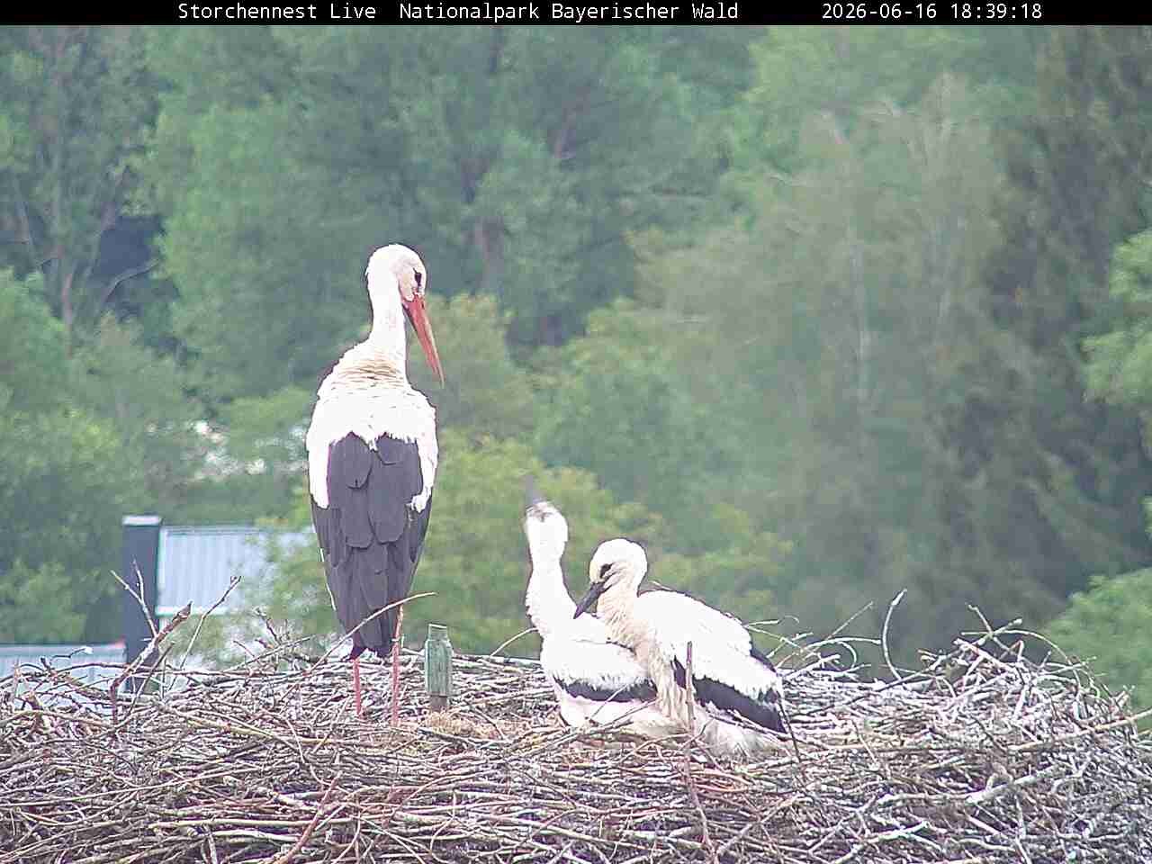 Archiv Foto Webcam Nationalpark Bayerischer Wald - Storchennest - Grafenau
