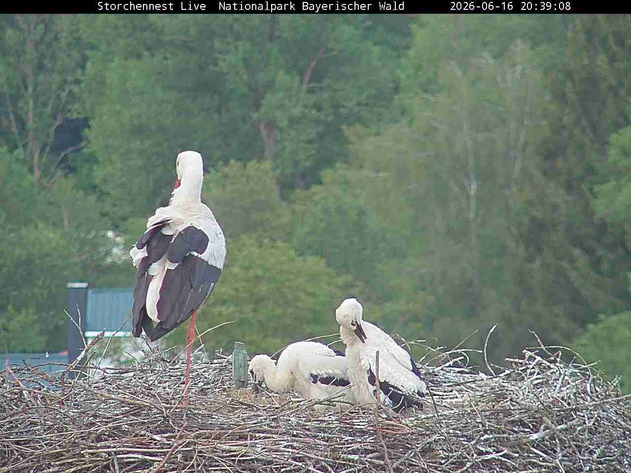 Archiv Foto Webcam Nationalpark Bayerischer Wald - Storchennest - Grafenau