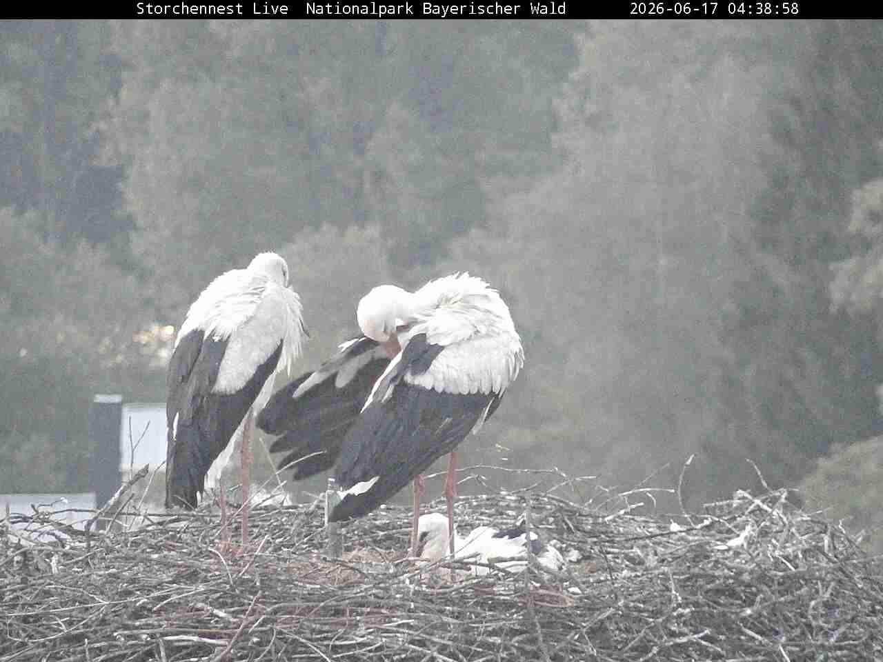Archiv Foto Webcam Nationalpark Bayerischer Wald - Storchennest - Grafenau