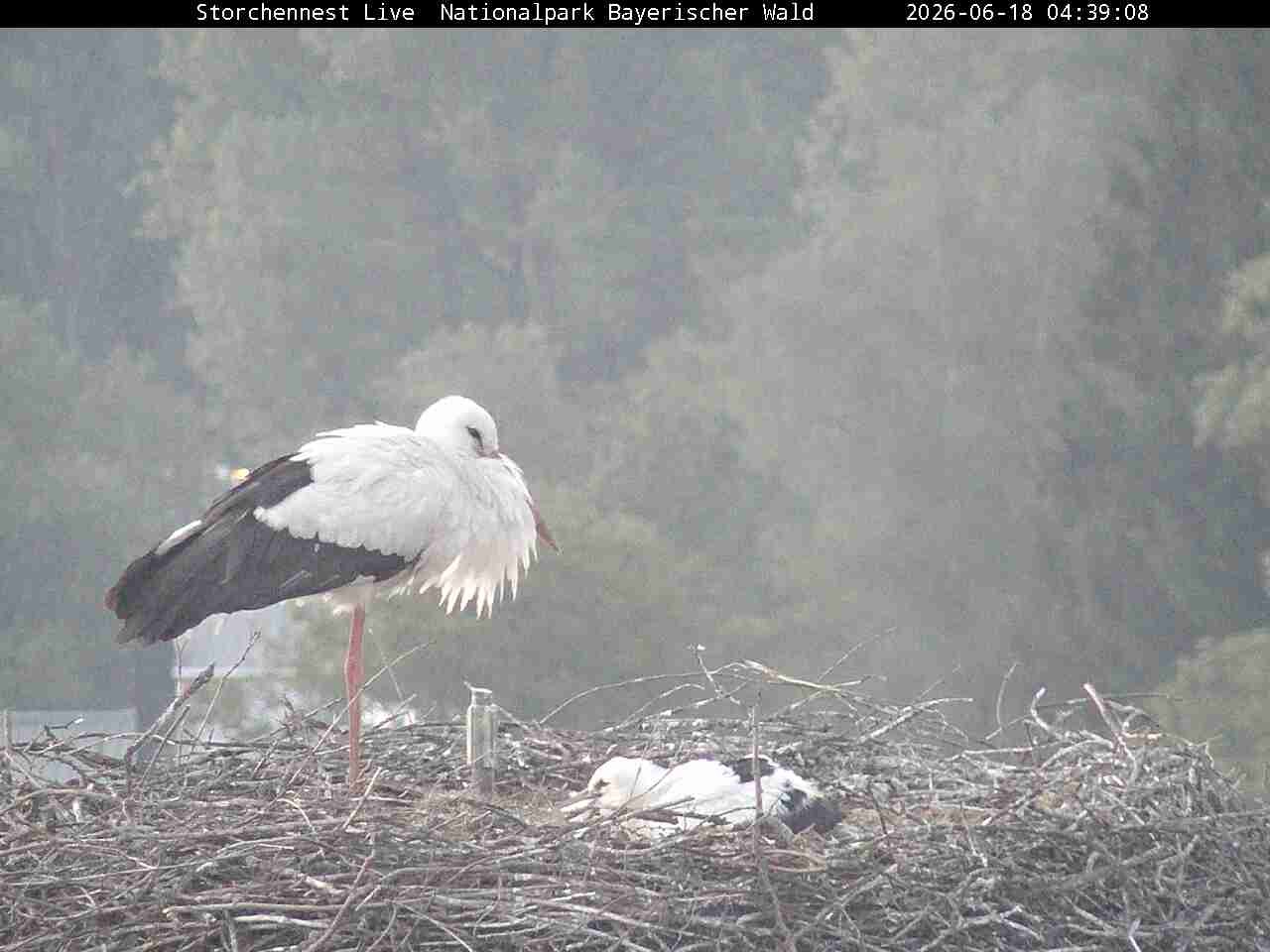 Archiv Foto Webcam Nationalpark Bayerischer Wald - Storchennest - Grafenau