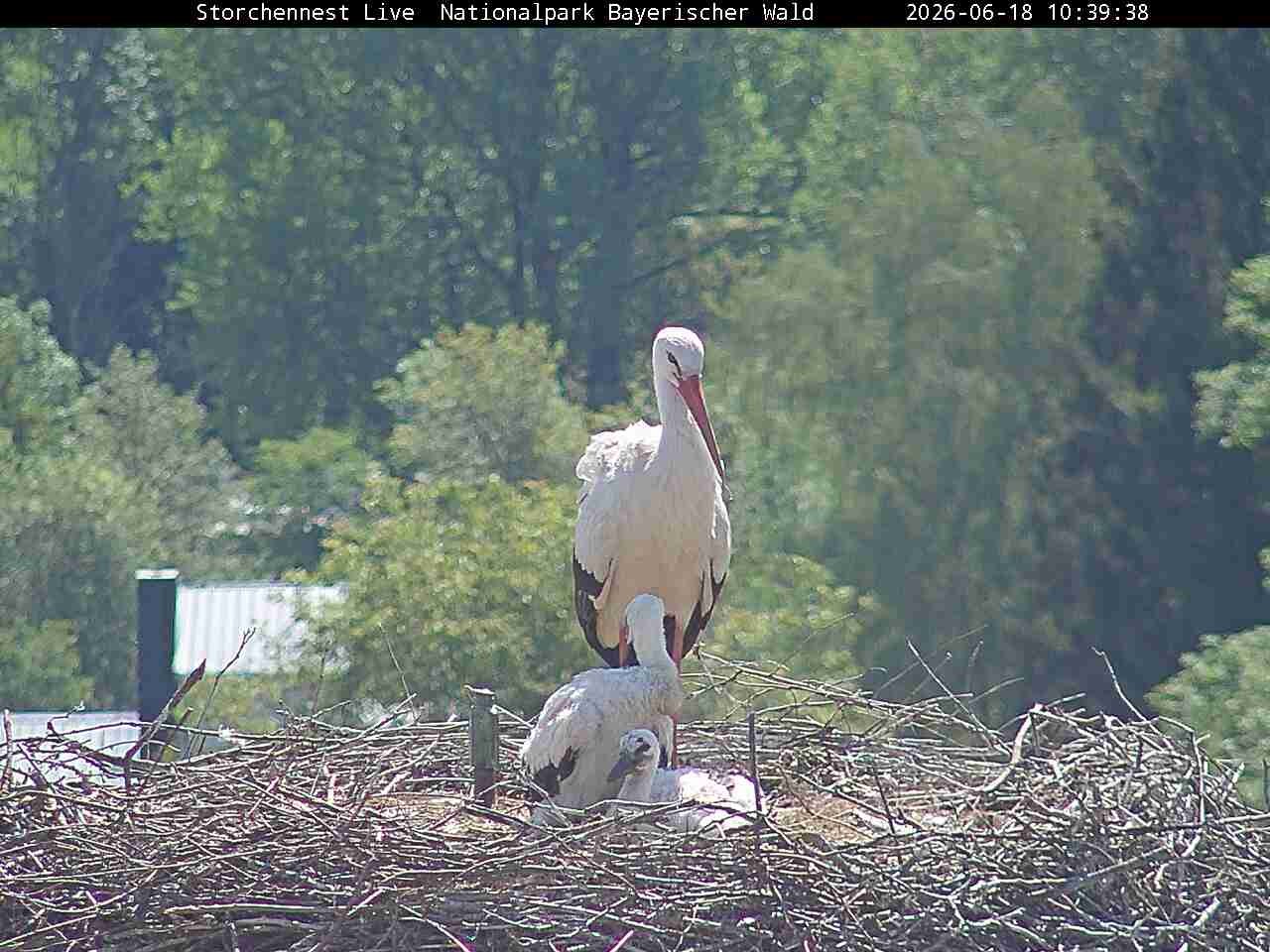 Archiv Foto Webcam Nationalpark Bayerischer Wald - Storchennest - Grafenau