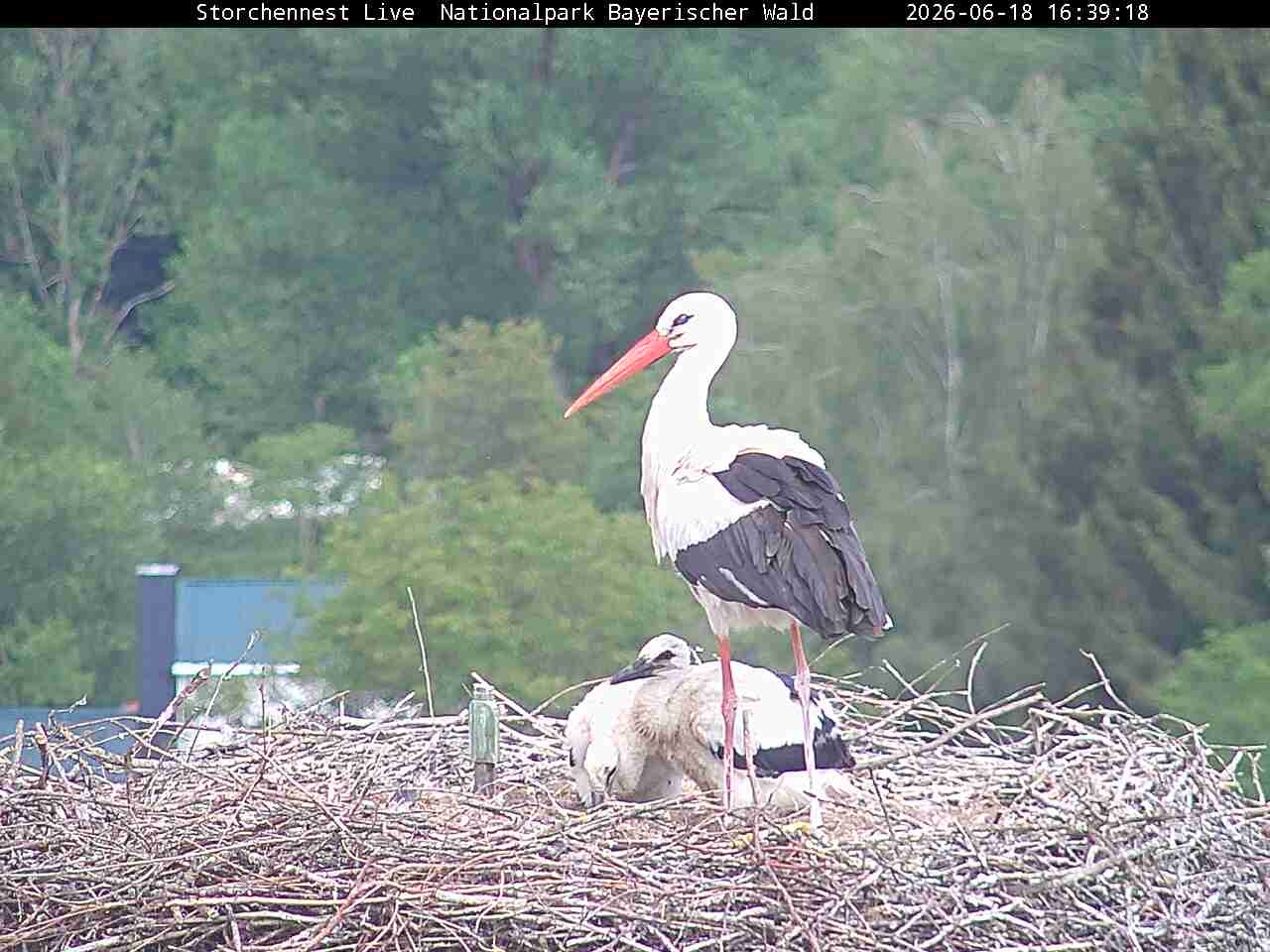 Archiv Foto Webcam Nationalpark Bayerischer Wald - Storchennest - Grafenau