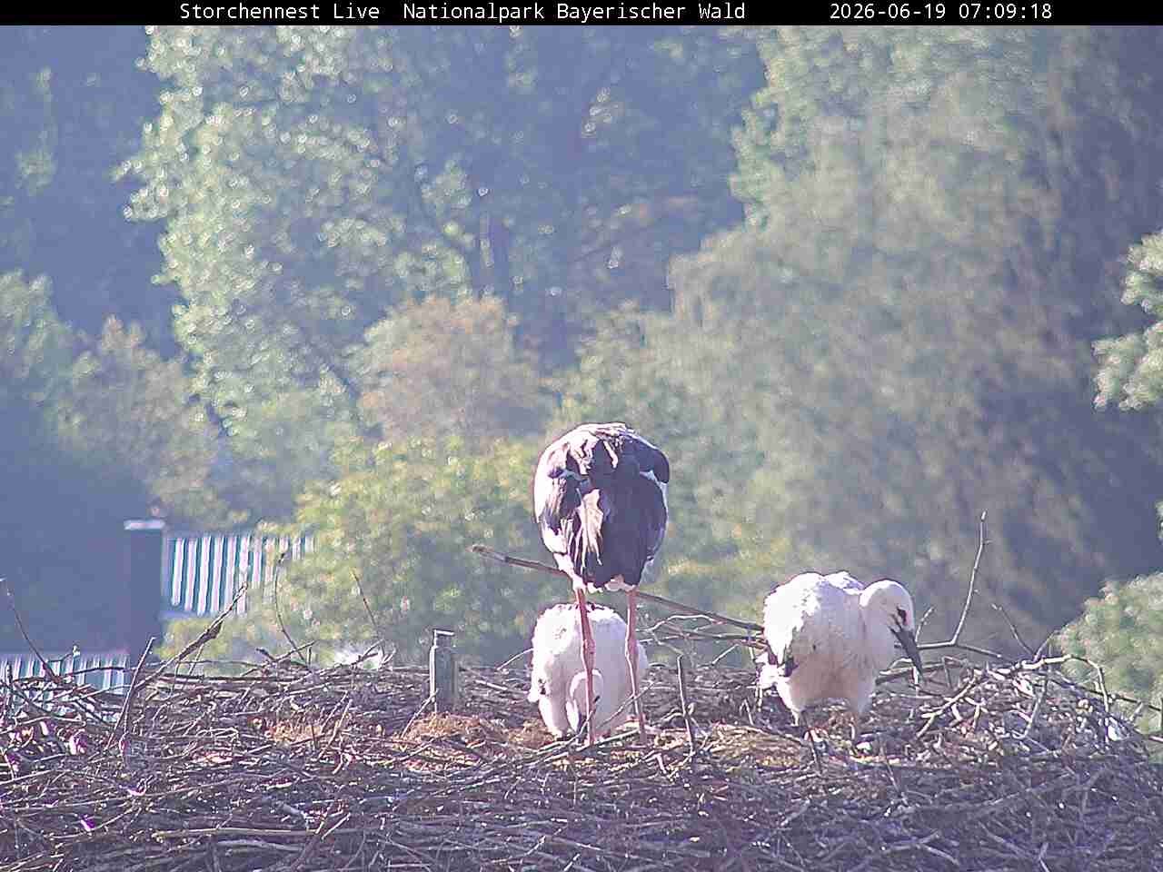 Archiv Foto Webcam Nationalpark Bayerischer Wald - Storchennest - Grafenau
