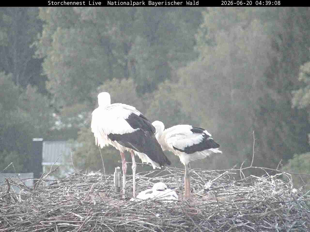 Archiv Foto Webcam Nationalpark Bayerischer Wald - Storchennest - Grafenau