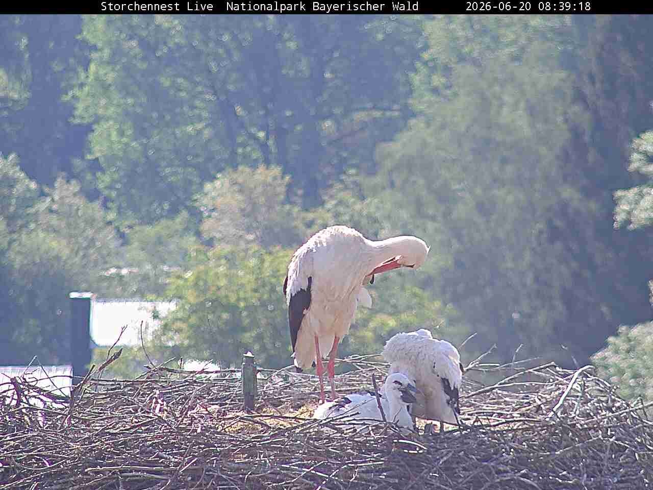Archiv Foto Webcam Nationalpark Bayerischer Wald - Storchennest - Grafenau