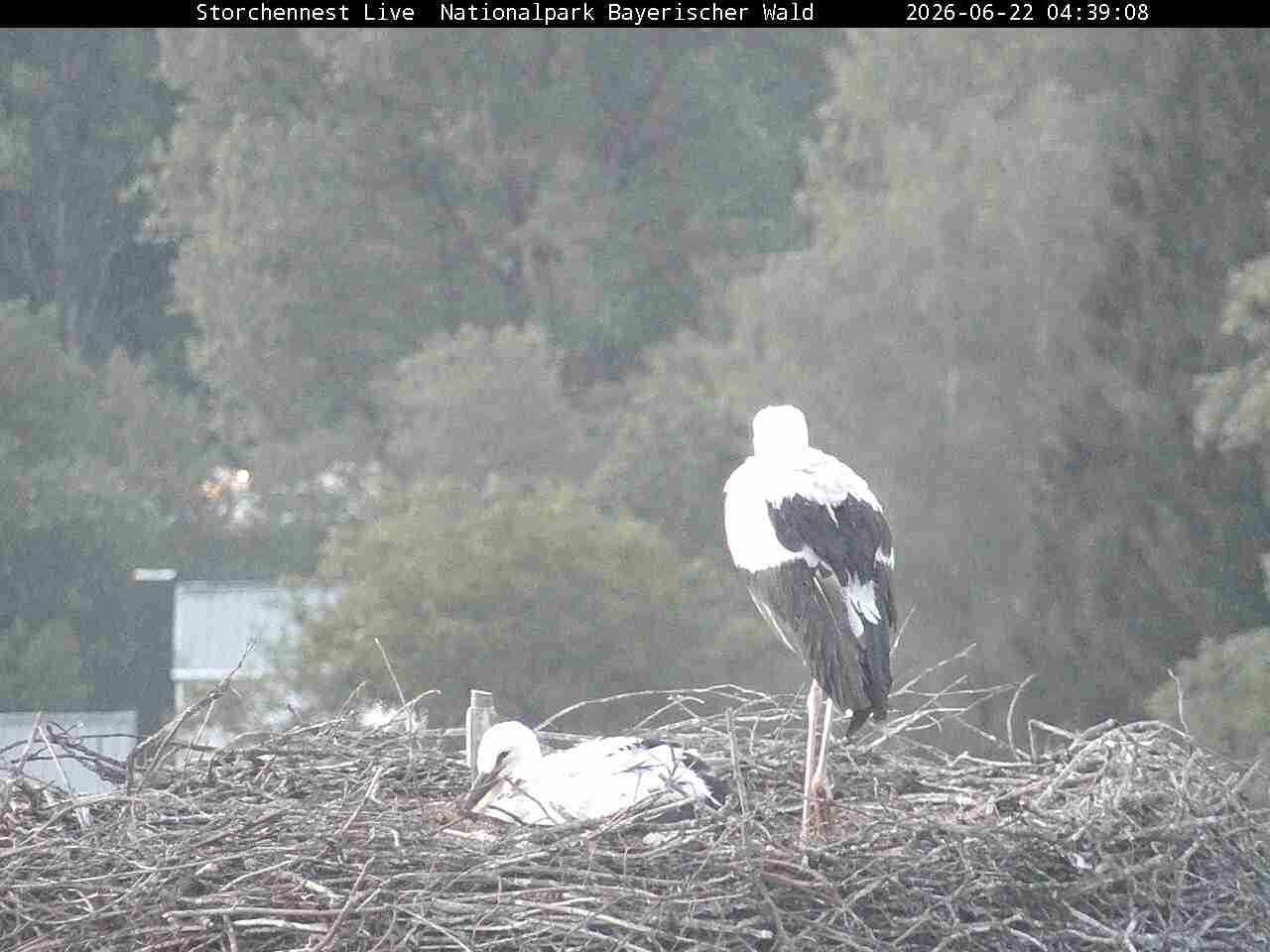 Archiv Foto Webcam Nationalpark Bayerischer Wald - Storchennest - Grafenau