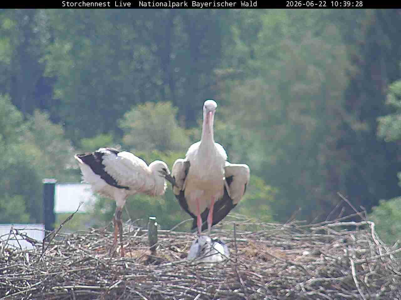 Archived image Webcam Bavarian Forest National Park - Stork Nest