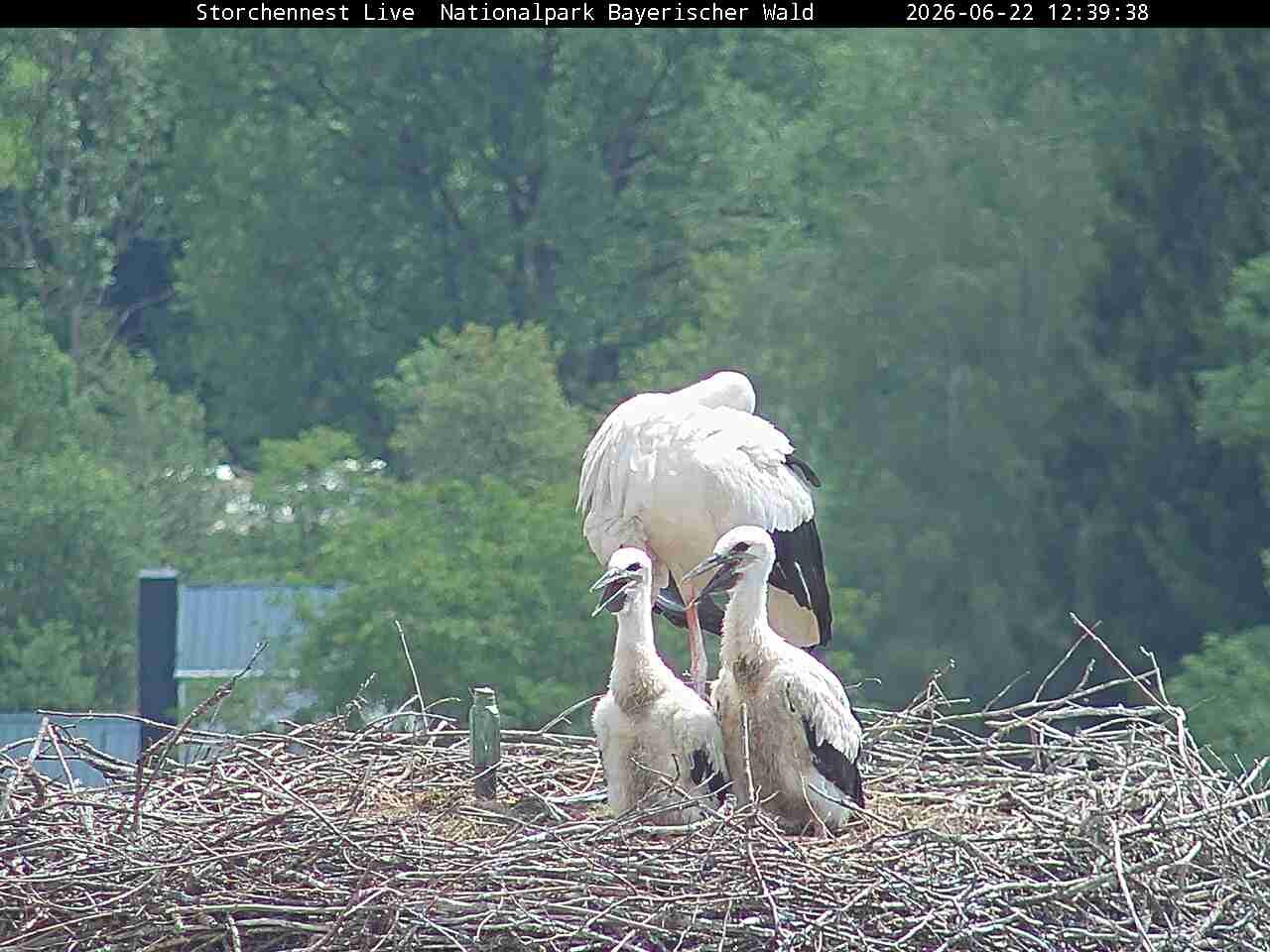 Archived image Webcam Bavarian Forest National Park - Stork Nest