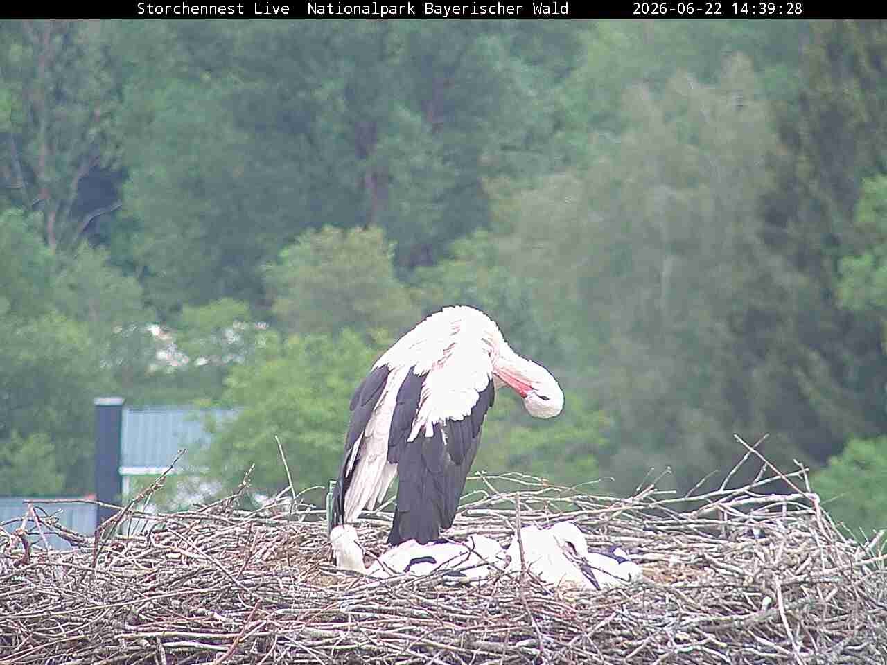 Archived image Webcam Bavarian Forest National Park - Stork Nest